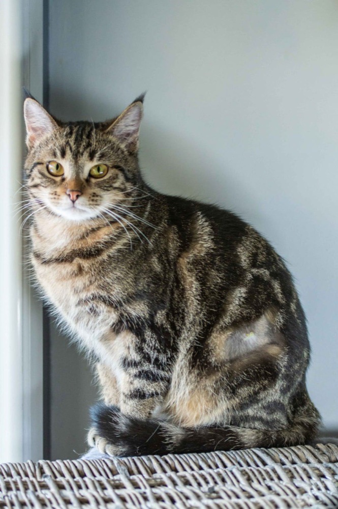 Chat à l'adoption