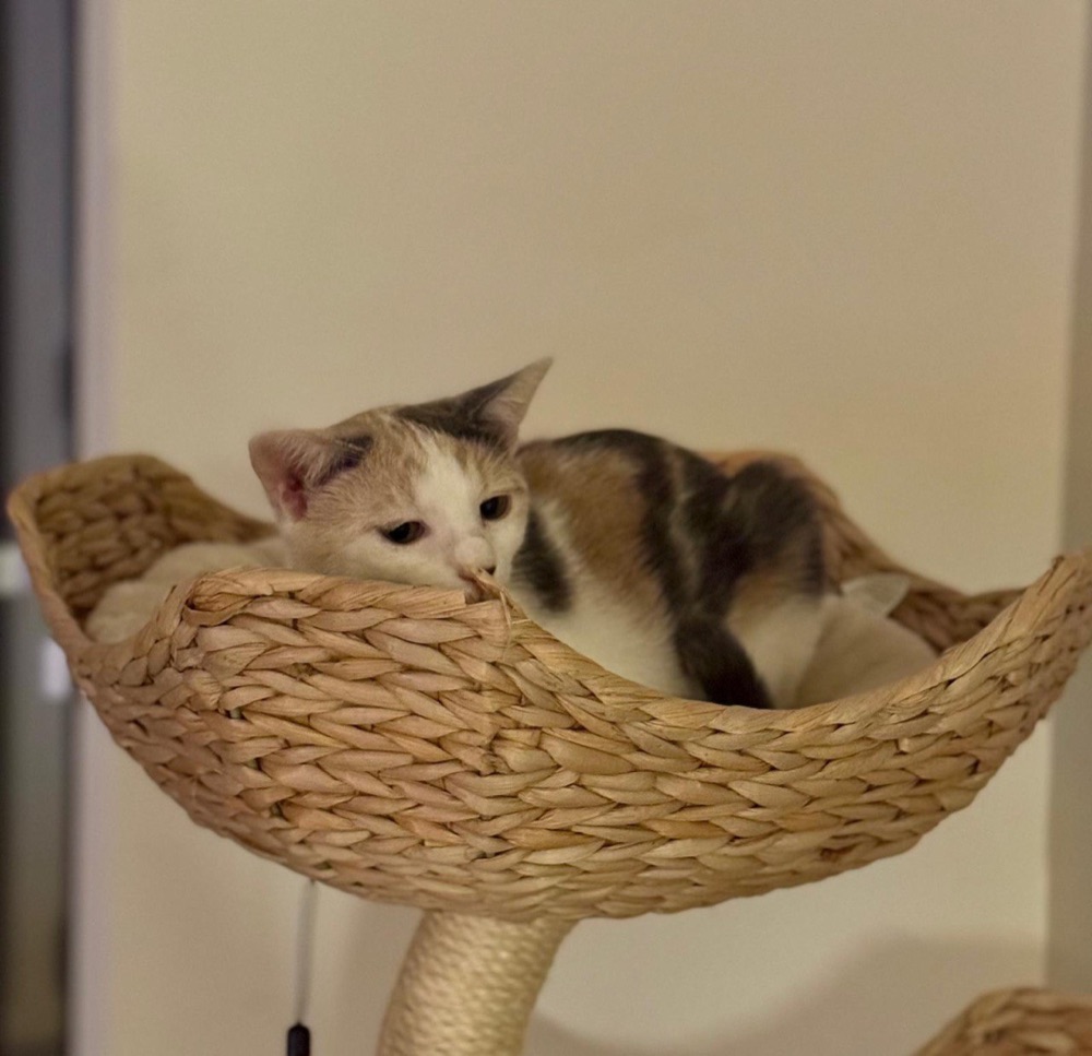 Chatons dans un panier