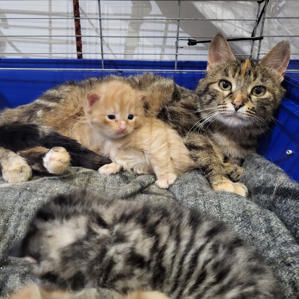 Chatons en famille d'accueil