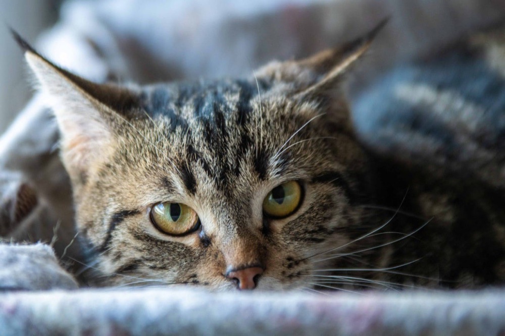 Chatons en famille d'accueil