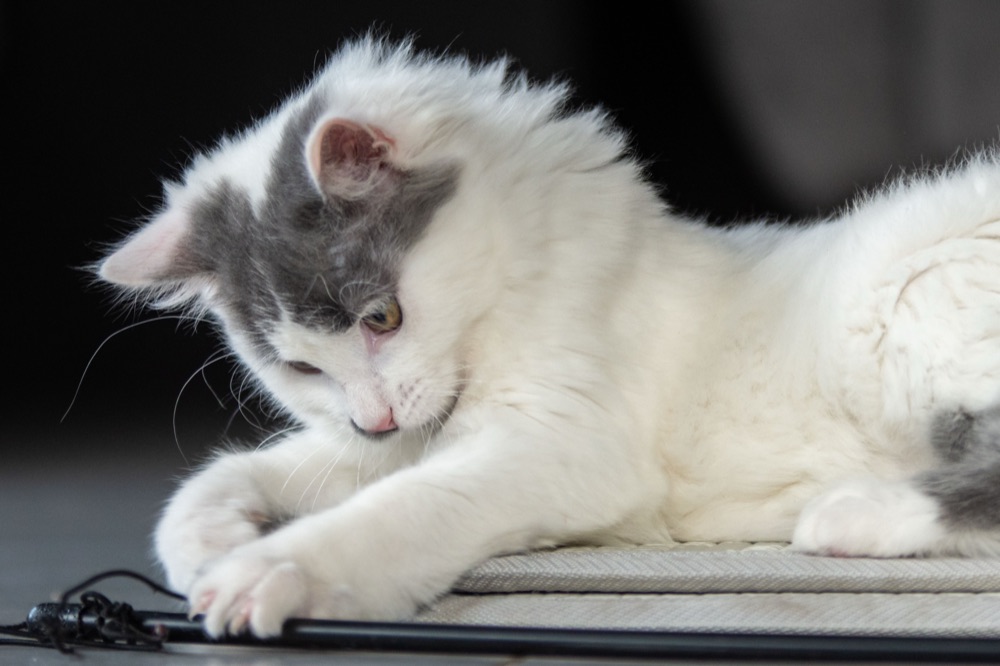 Chat jouant en famille d'accueil