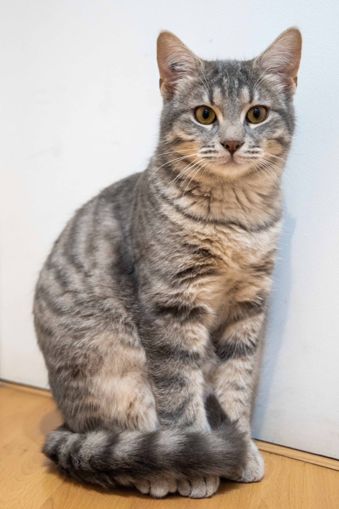 Chat en famille d'accueil