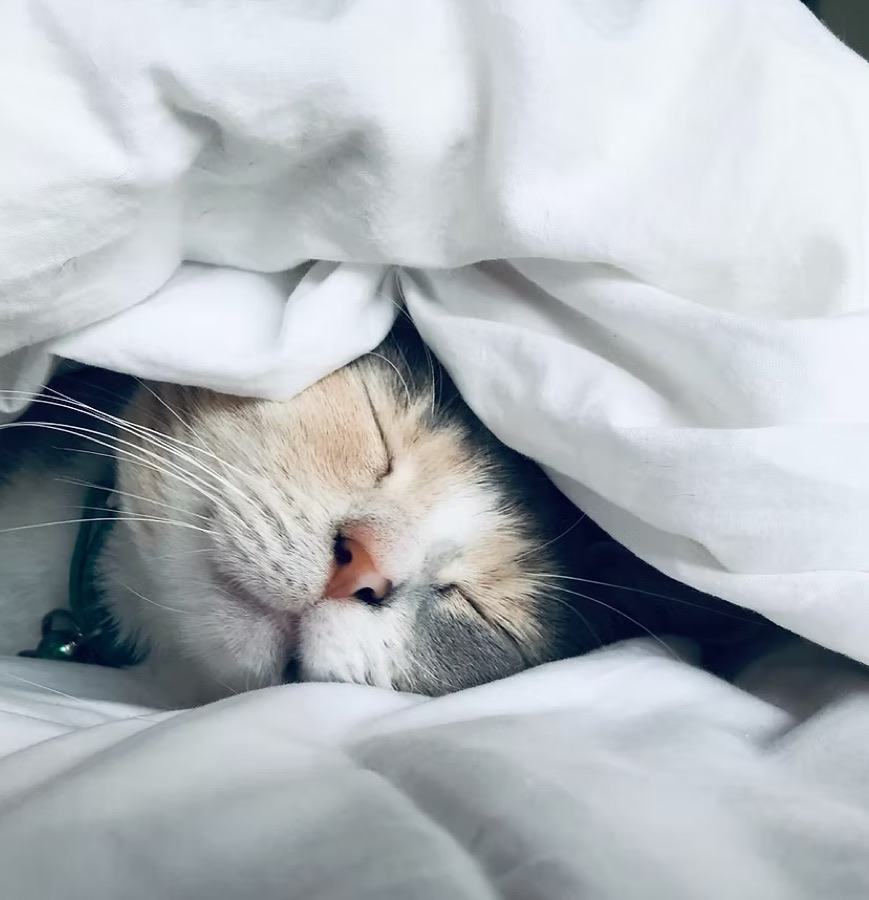 Chats recueillis par l'association