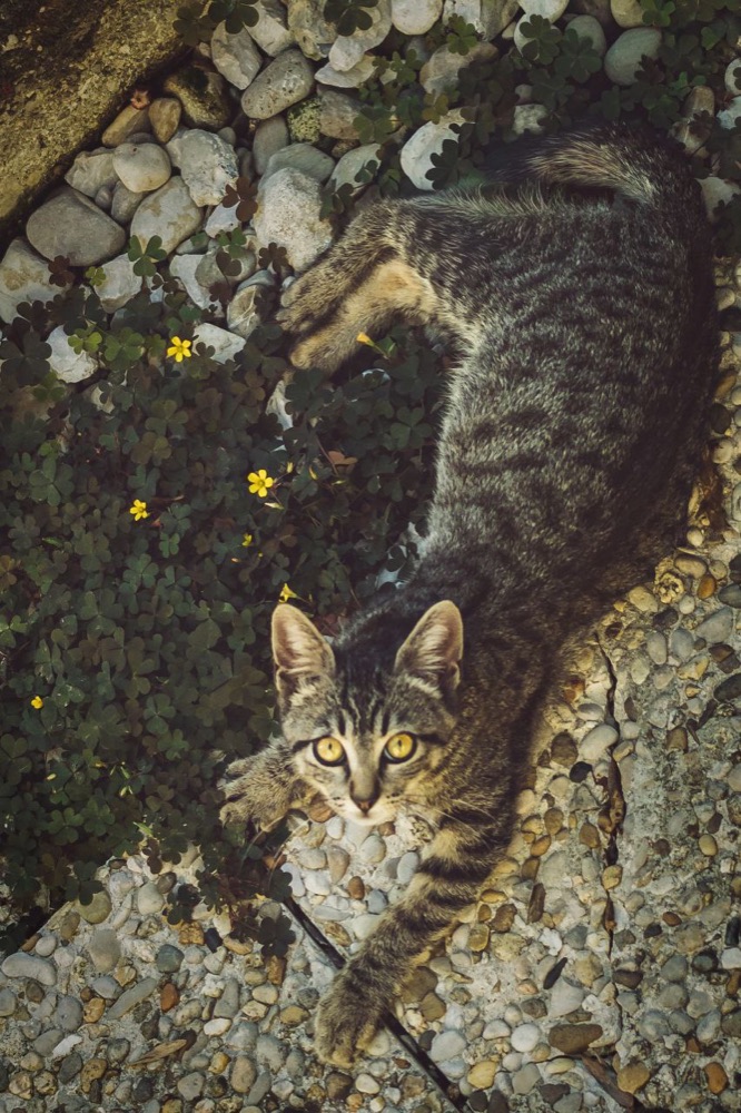Chat protégé par l'association