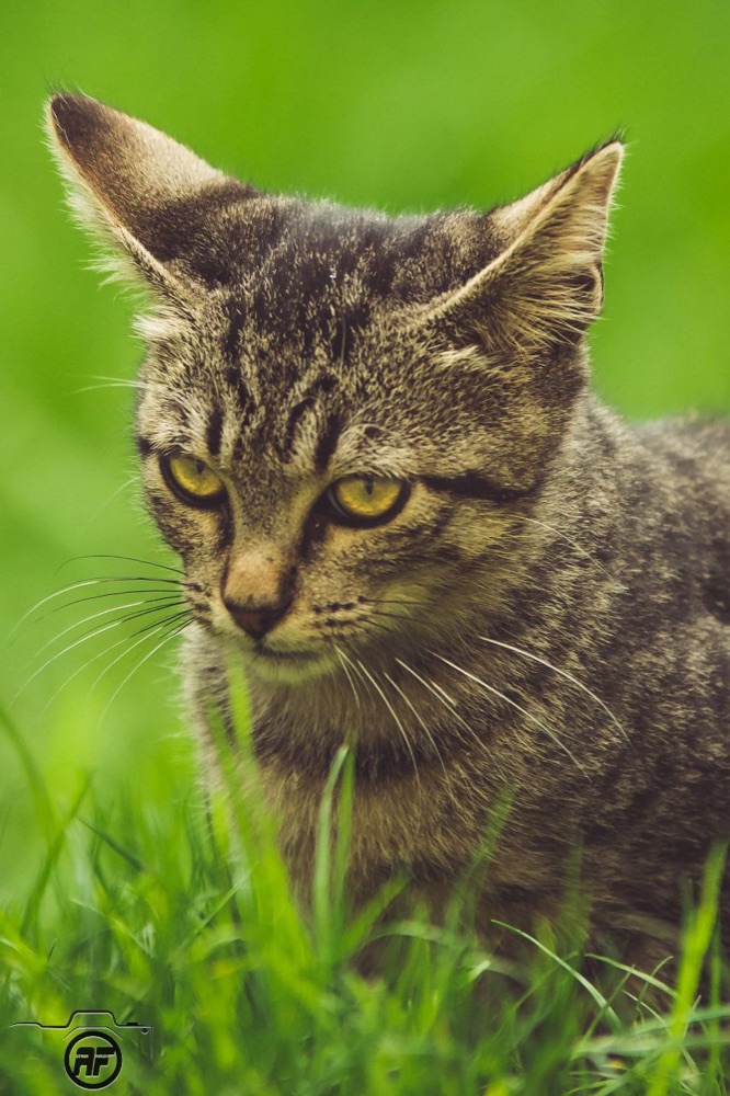 Dons de nourriture pour les chats
