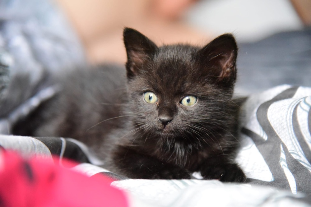 Chatons soignés grâce aux dons