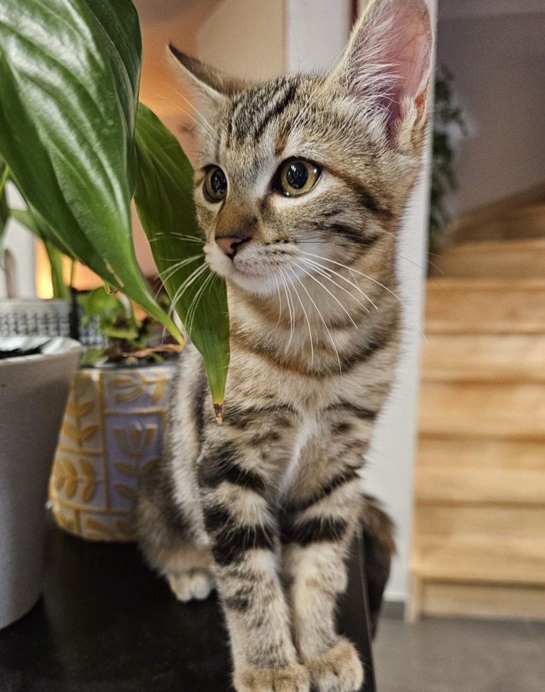 Chatons recueillis par l'association