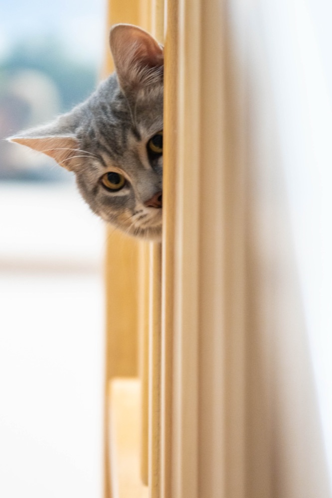 Chat craintif