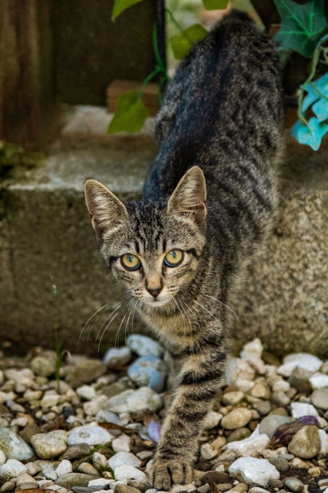Chat errant
